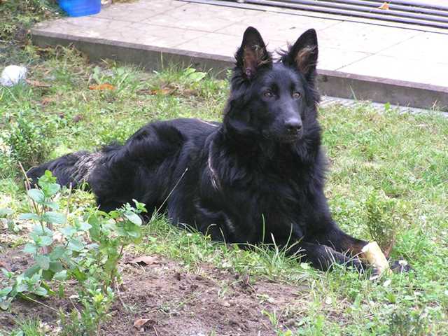 Dog Photo