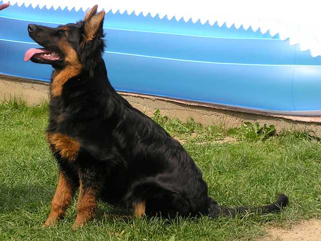 Dog Photo