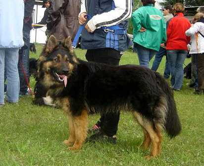 Dog Photo