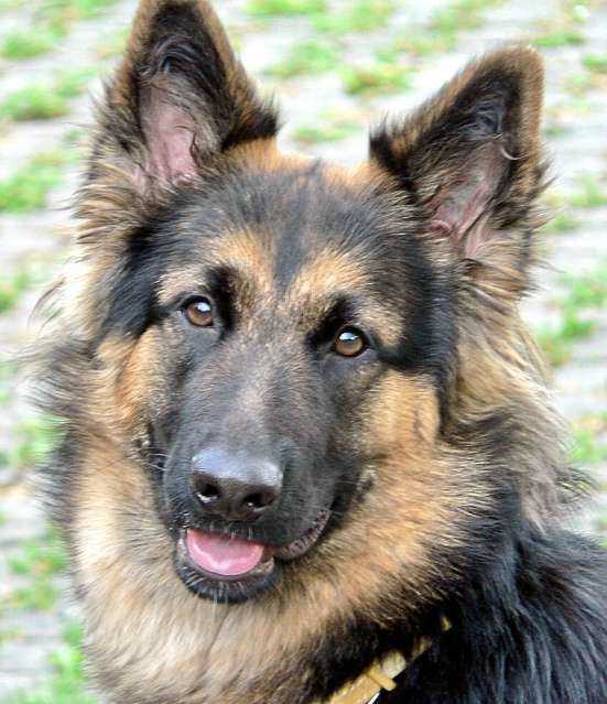 Dog Photo