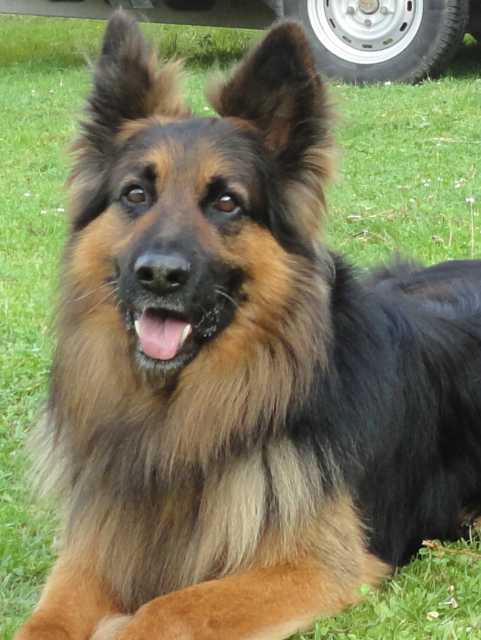 Dog Photo