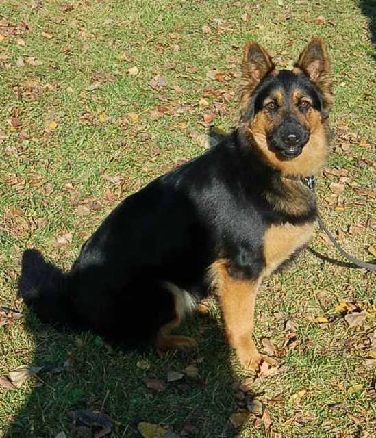 Dog Photo