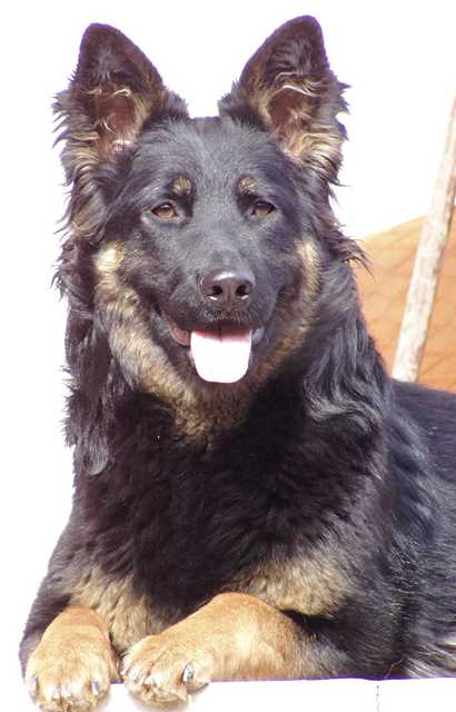 Dog Photo