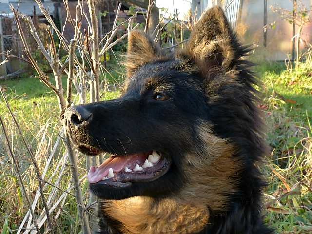 Dog Photo