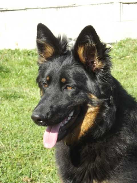 Dog Photo