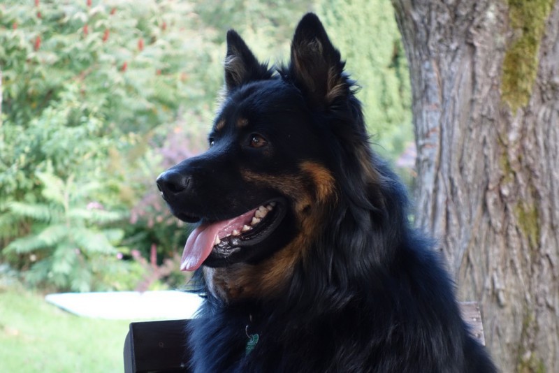 Dog Photo
