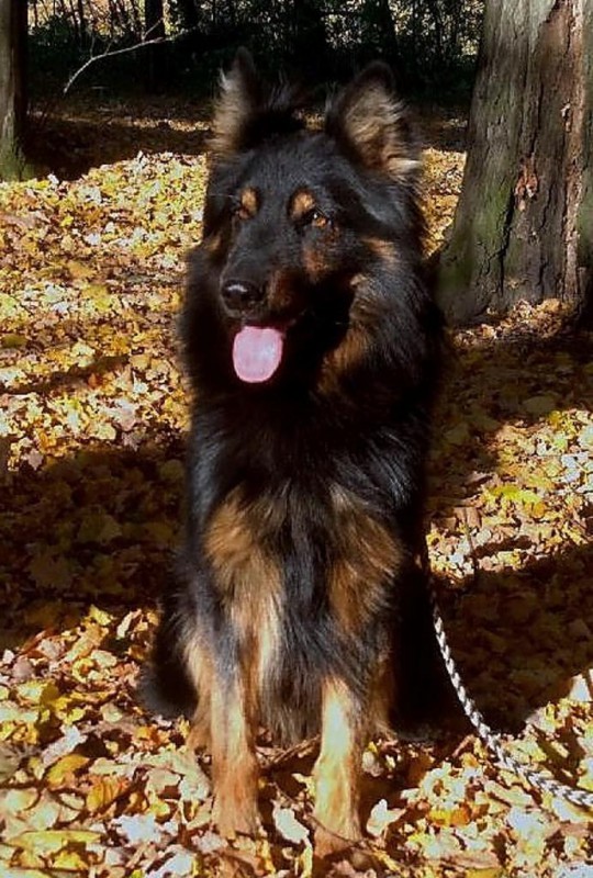 Dog Photo