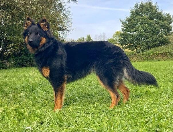 Dog Photo