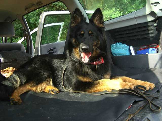 Dog Photo