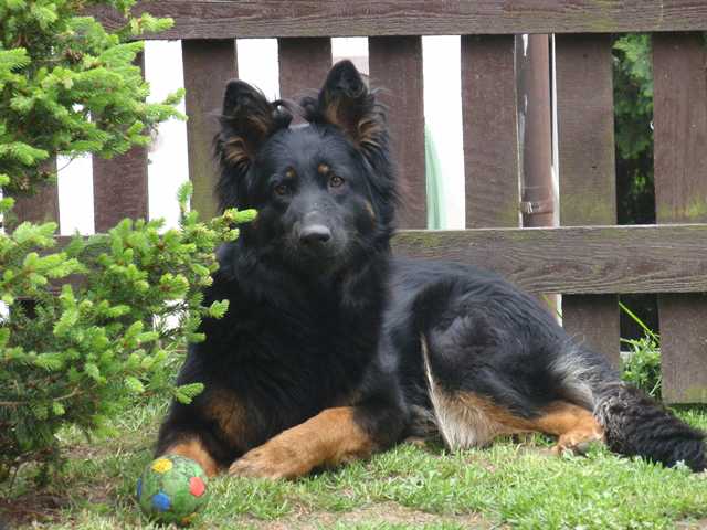 Dog Photo