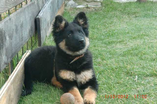 Dog Photo
