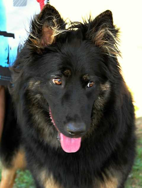Dog Photo
