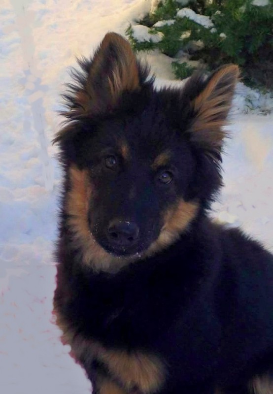 Dog Photo