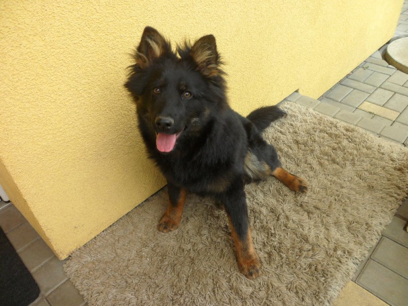 Dog Photo