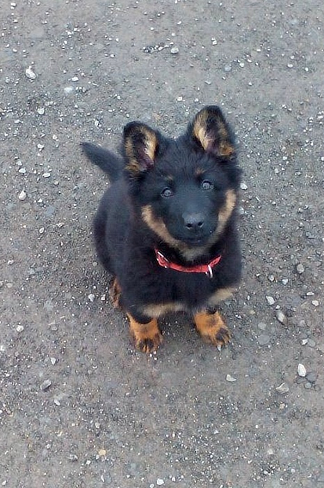 Dog Photo