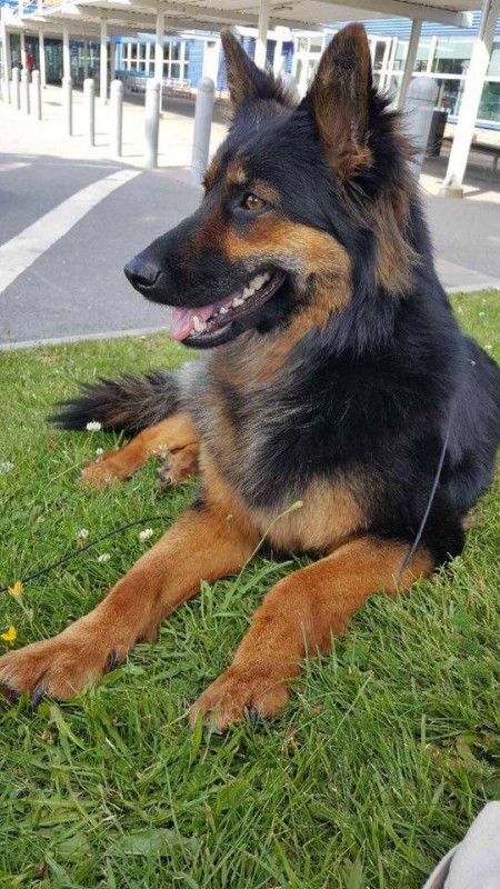 Dog Photo