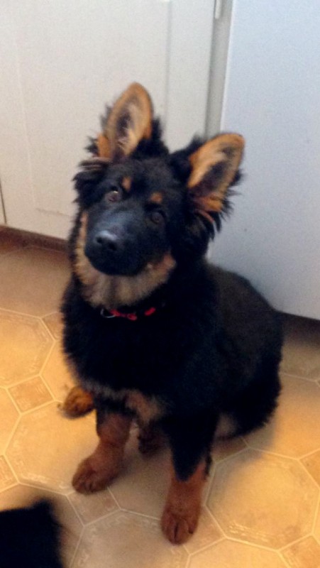 Dog Photo