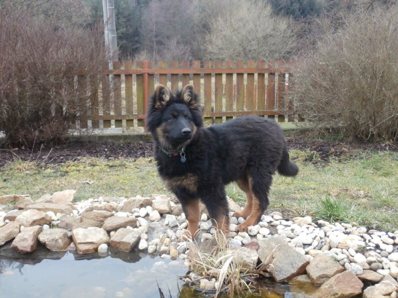 Dog Photo