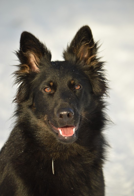 Dog Photo