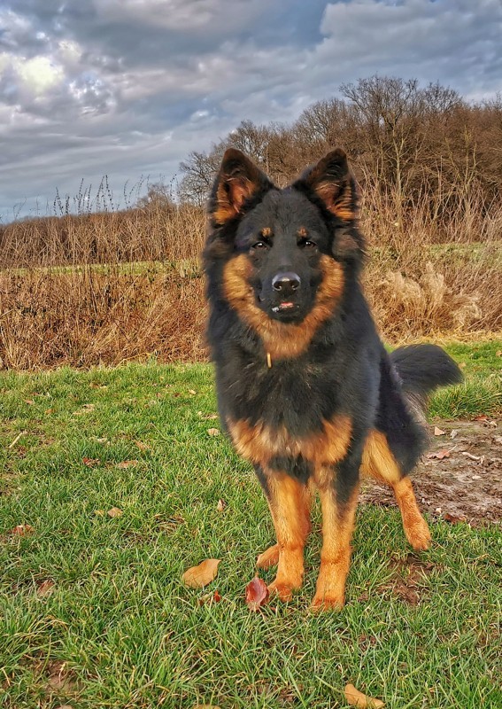 Dog Photo