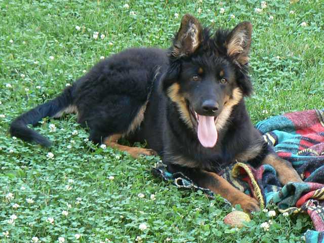 Dog Photo