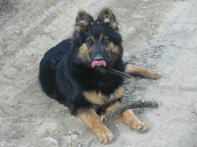 Dog Photo