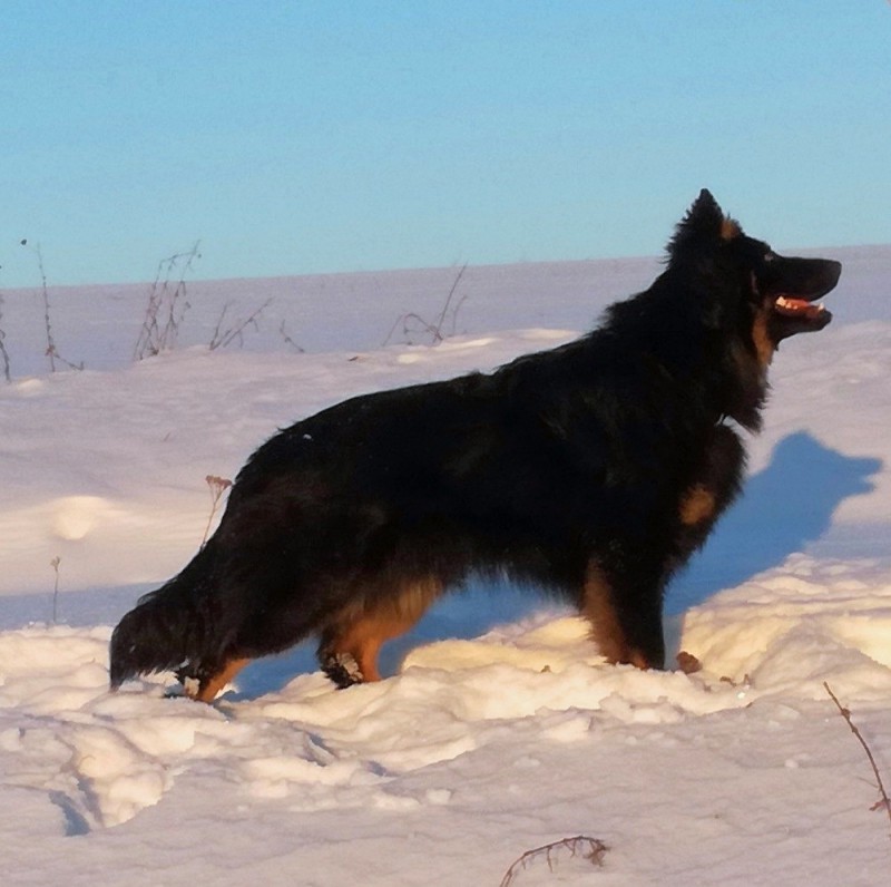 Dog Photo