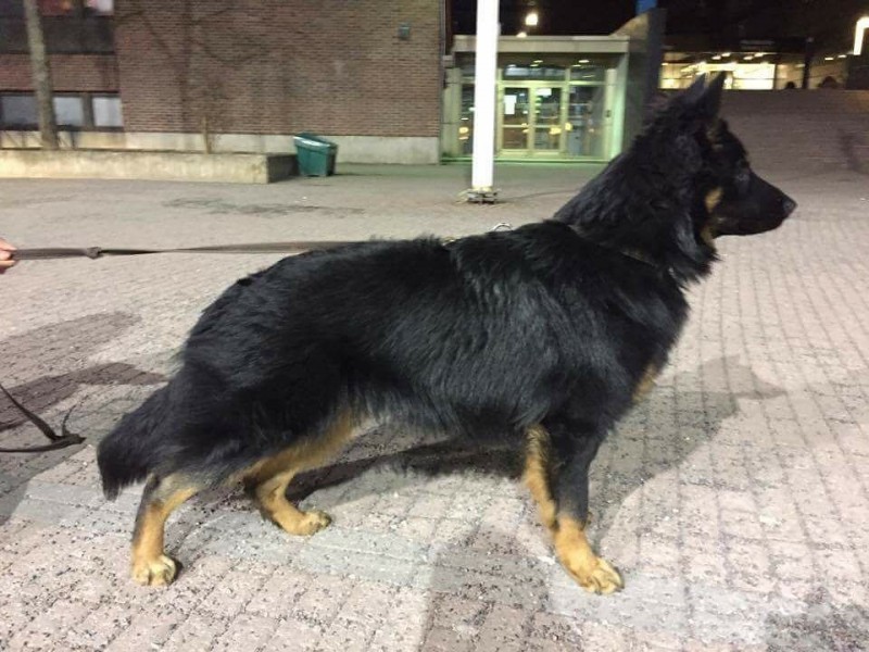 Dog Photo