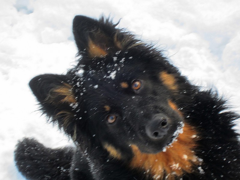 Dog Photo