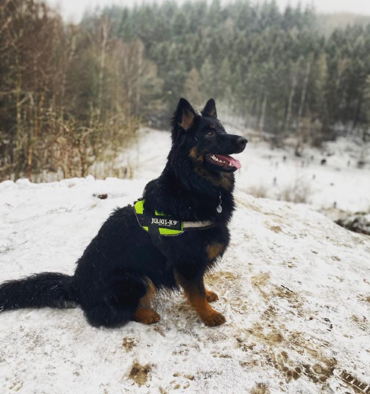 Dog Photo