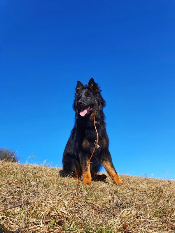 Dog Photo