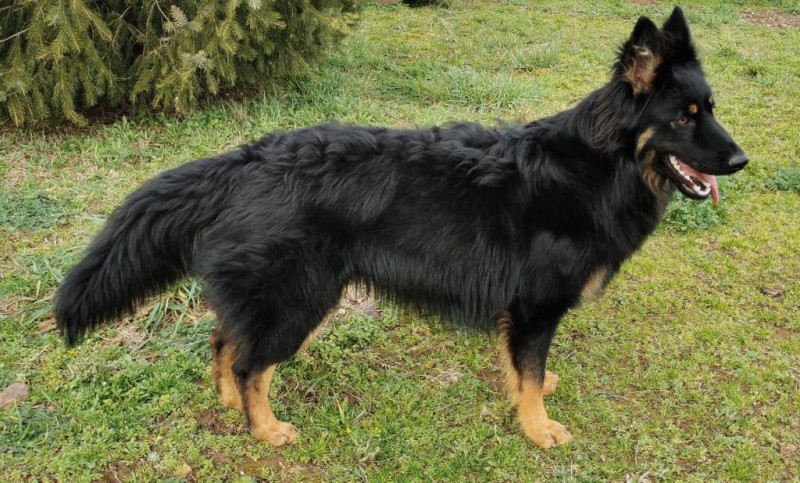 Dog Photo