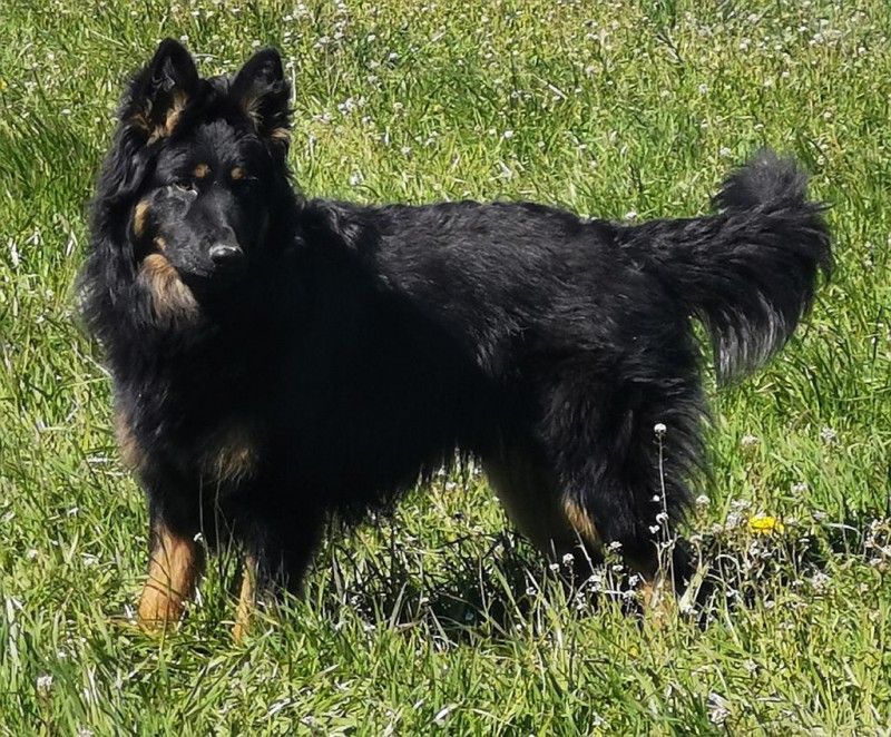 Dog Photo