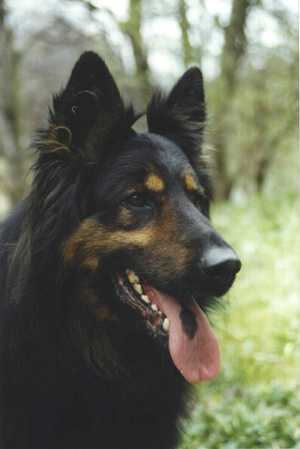 Dog Photo