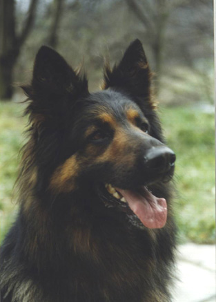 Dog Photo