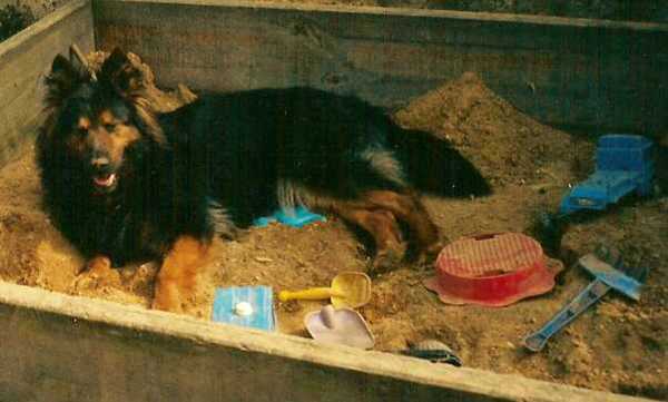 Dog Photo