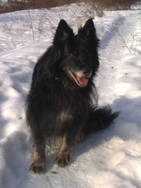 Dog Photo