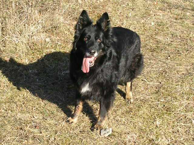 Dog Photo
