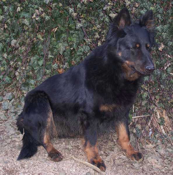 Dog Photo