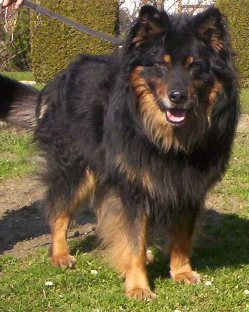 Dog Photo