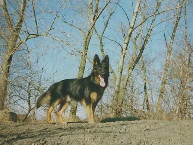 Dog Photo