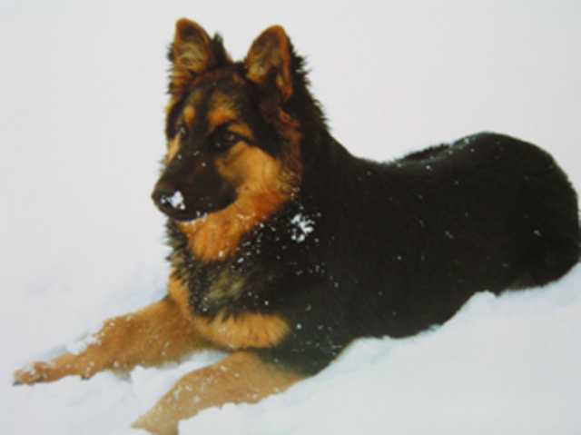 Dog Photo