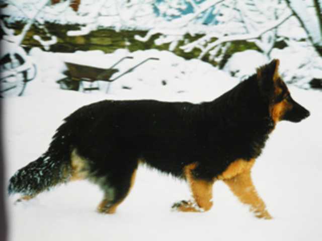 Dog Photo