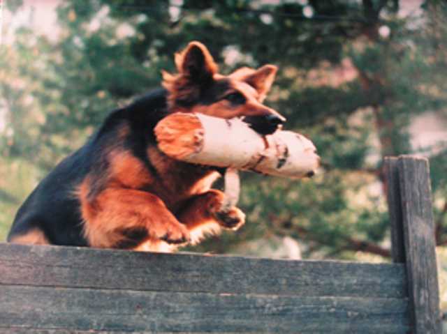 Dog Photo