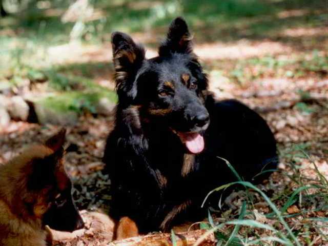 Dog Photo