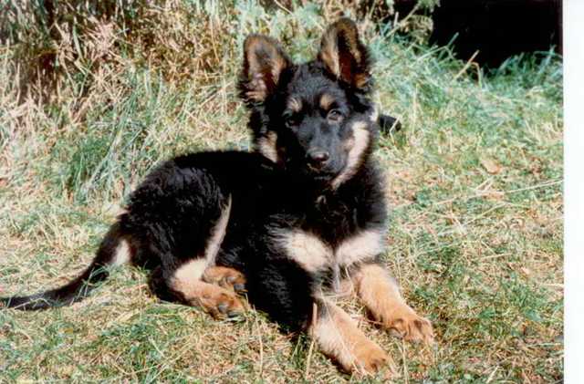 Dog Photo