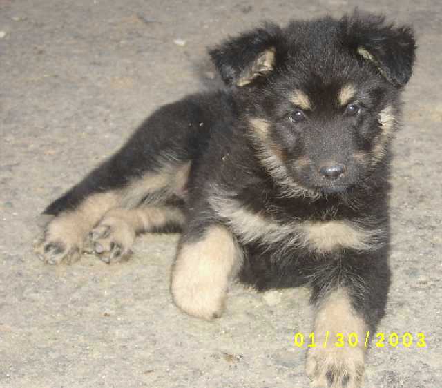 Dog Photo