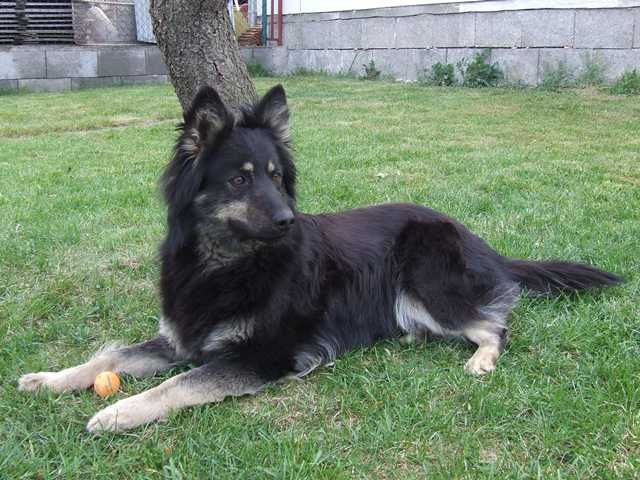 Dog Photo