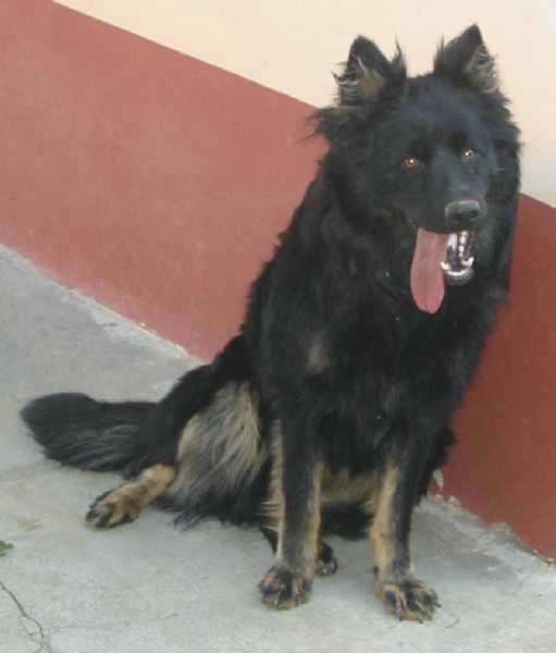 Dog Photo