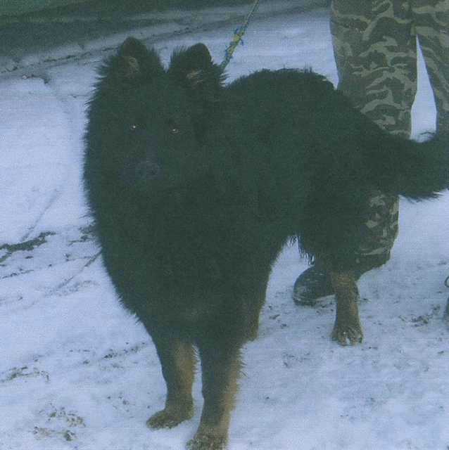 Dog Photo